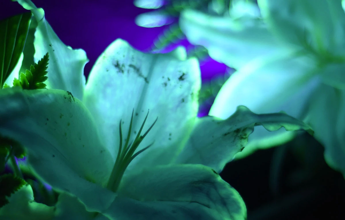 Fleurs luminescentes avec Design Aglae à Disneyland Paris